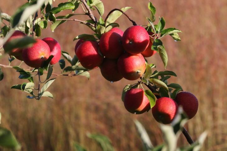 A delicious, tasty, fresh, dew covered Honeycrisp apple ripe on the tree.