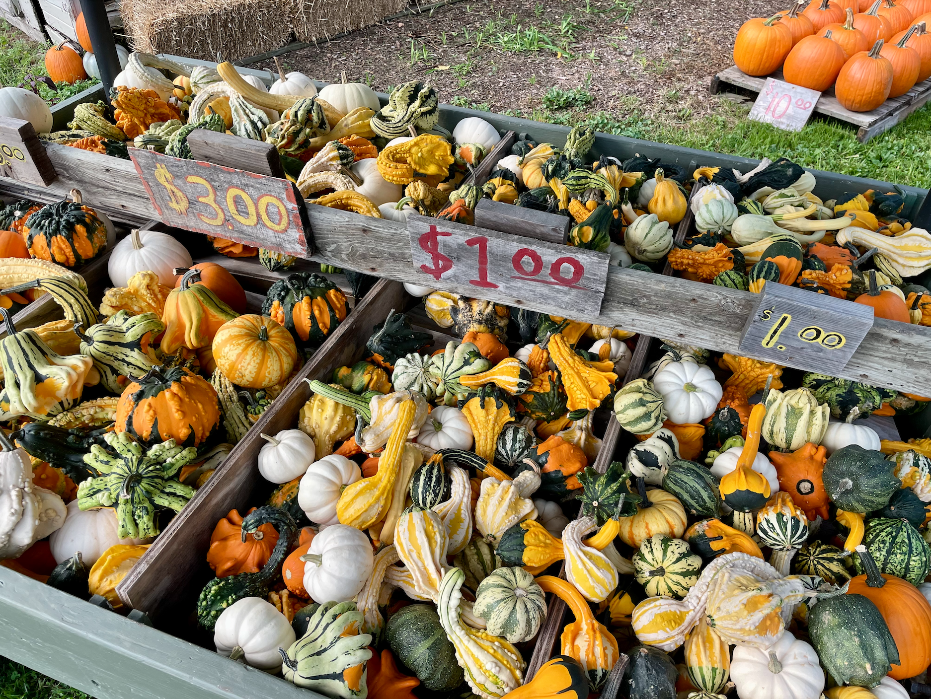 Hafs Road Orchard sells interesting gourds for fall decoration!