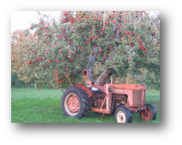 Orchard in fall